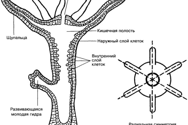 Сайты даркнета